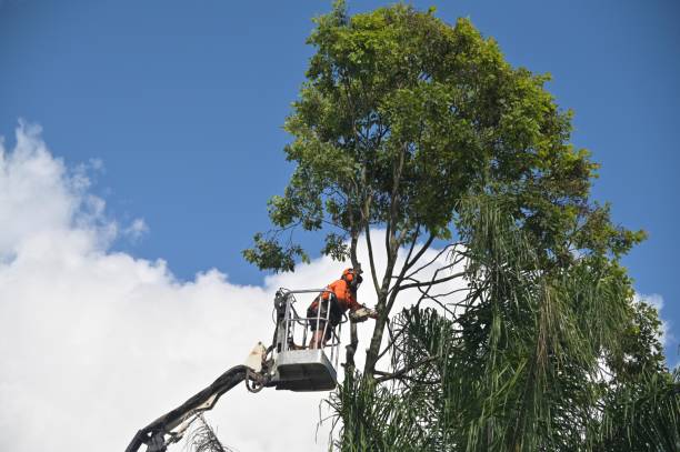 Trusted Mila Doce, TX Tree Services Experts