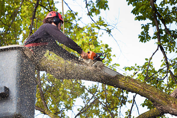 Best Hazardous Tree Removal  in Mila Doce, TX