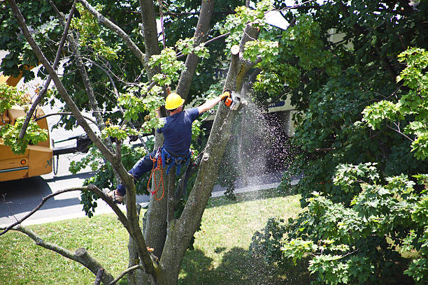 How Our Tree Care Process Works  in  Mila Doce, TX